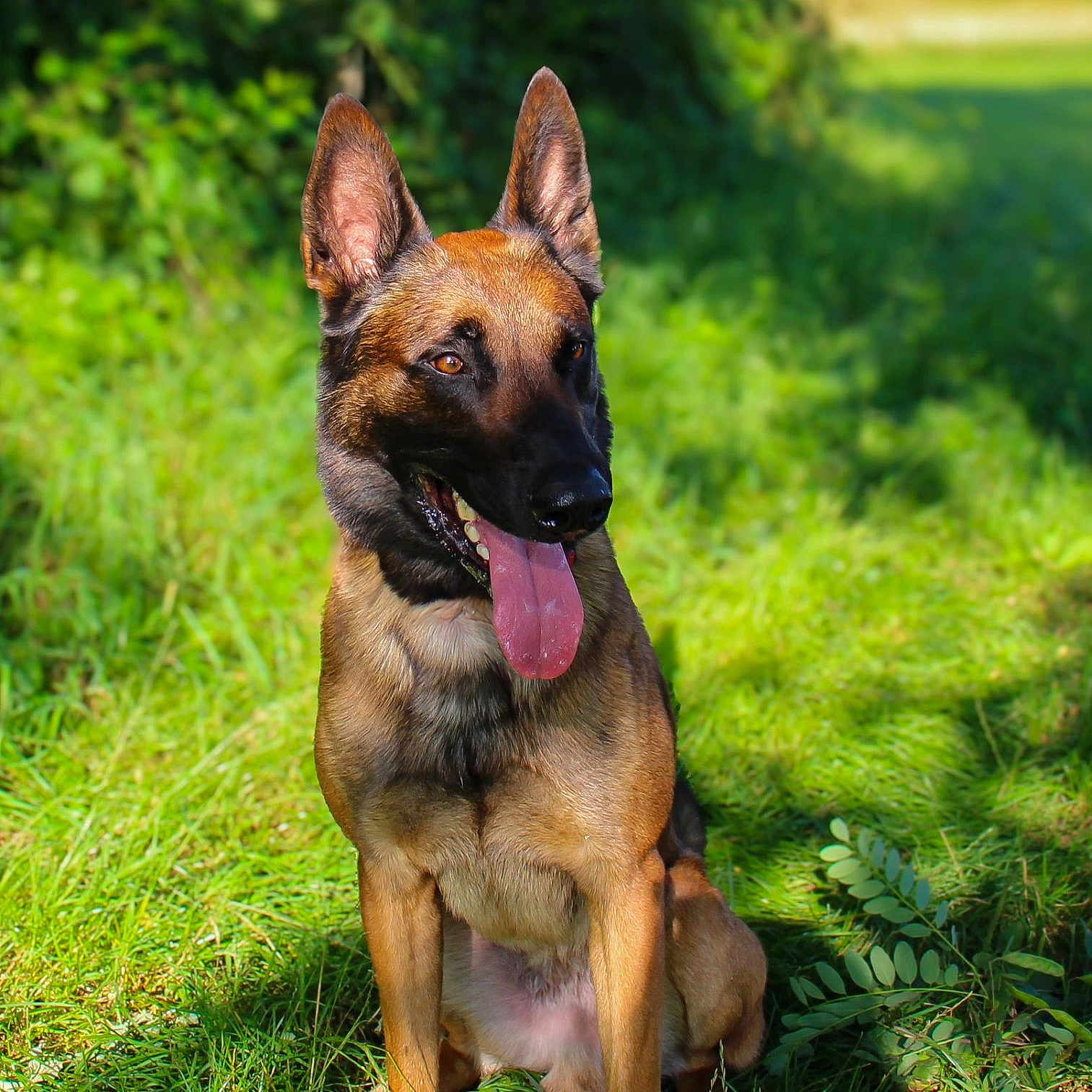 Akira a rejoint le concours — aidez-le/la à gagner de superbes lots ! animal, bodypart, canine, dog, germanshepherd, grass, mouth, person, pet, plant, policedog, puppy, snout, tongue