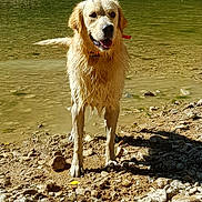 Ruby a rejoint le concours — aidez-le/la à gagner de superbes lots ! animal, beach, canine, coast, dog, goldenretriever, gravel, hound, nature, outdoors, pebble, pet, puppy, road, rock, rubble, sea, shoreline, soil, water