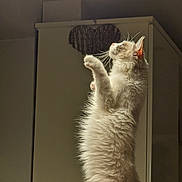 Snowzy joined the competition — help win amazing prizes! cat, fluffy, indoor, standing, curious, light, ceiling_light, furniture, cabinet, heart_decoration, whiskers, pet, mammal, animal, household, wooden_board, domestic, side_view, cute, feline