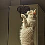 cat, fluffy, indoor, standing, curious, light, ceiling_light, furniture, cabinet, heart_decoration, whiskers, pet, mammal, animal, household, wooden_board, domestic, side_view, cute, feline
