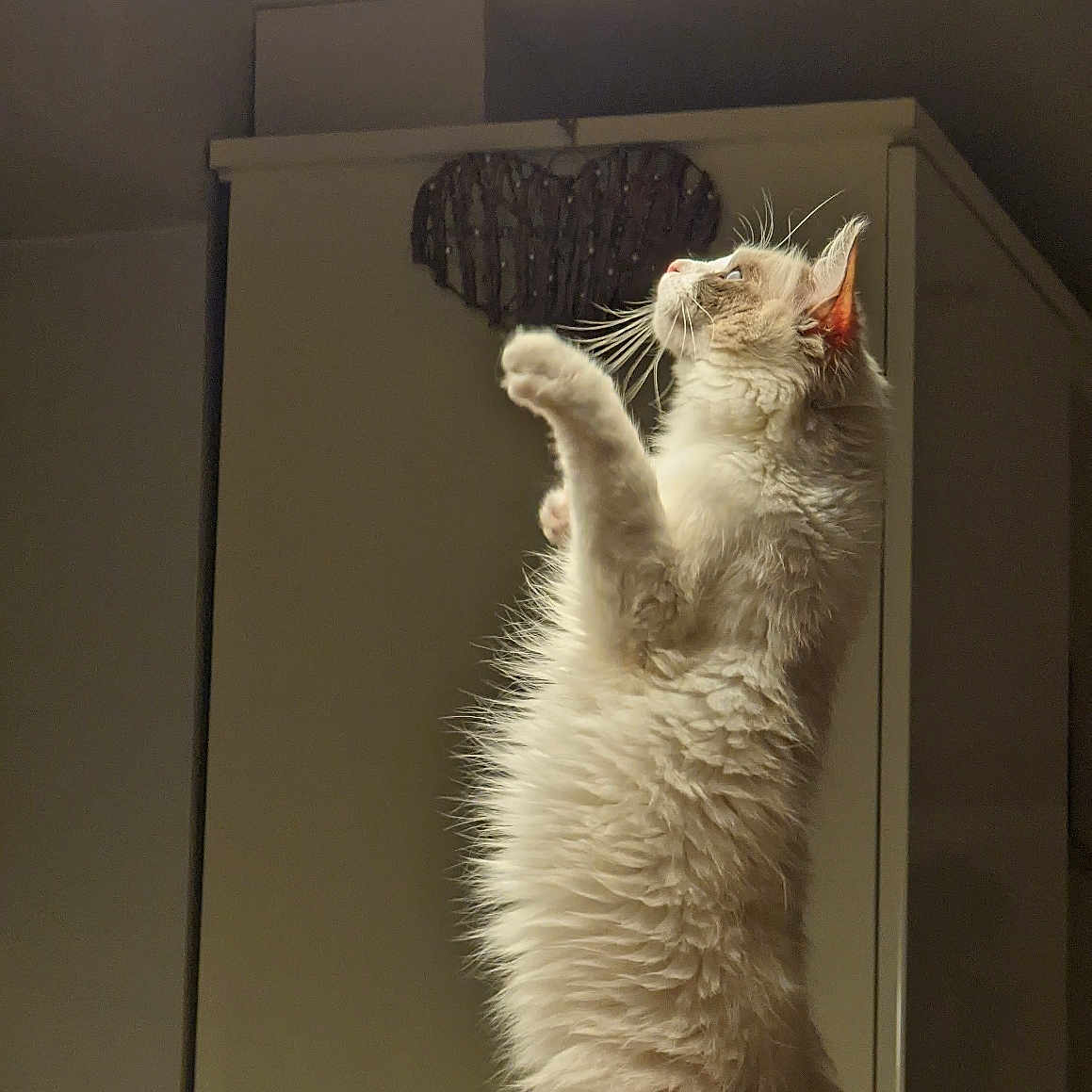 Snowzy joined the competition — help win amazing prizes! animal, cabinet, cat, ceiling_light, curious, cute, domestic, feline, fluffy, furniture, heart_decoration, household, indoor, light, mammal, pet, side_view, standing, whiskers, wooden_board