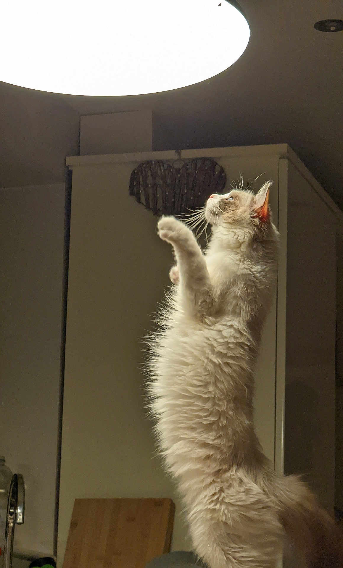 Snowzy joined the competition — help win amazing prizes! cat, fluffy, indoor, standing, curious, light, ceiling_light, furniture, cabinet, heart_decoration, whiskers, pet, mammal, animal, household, wooden_board, domestic, side_view, cute, feline