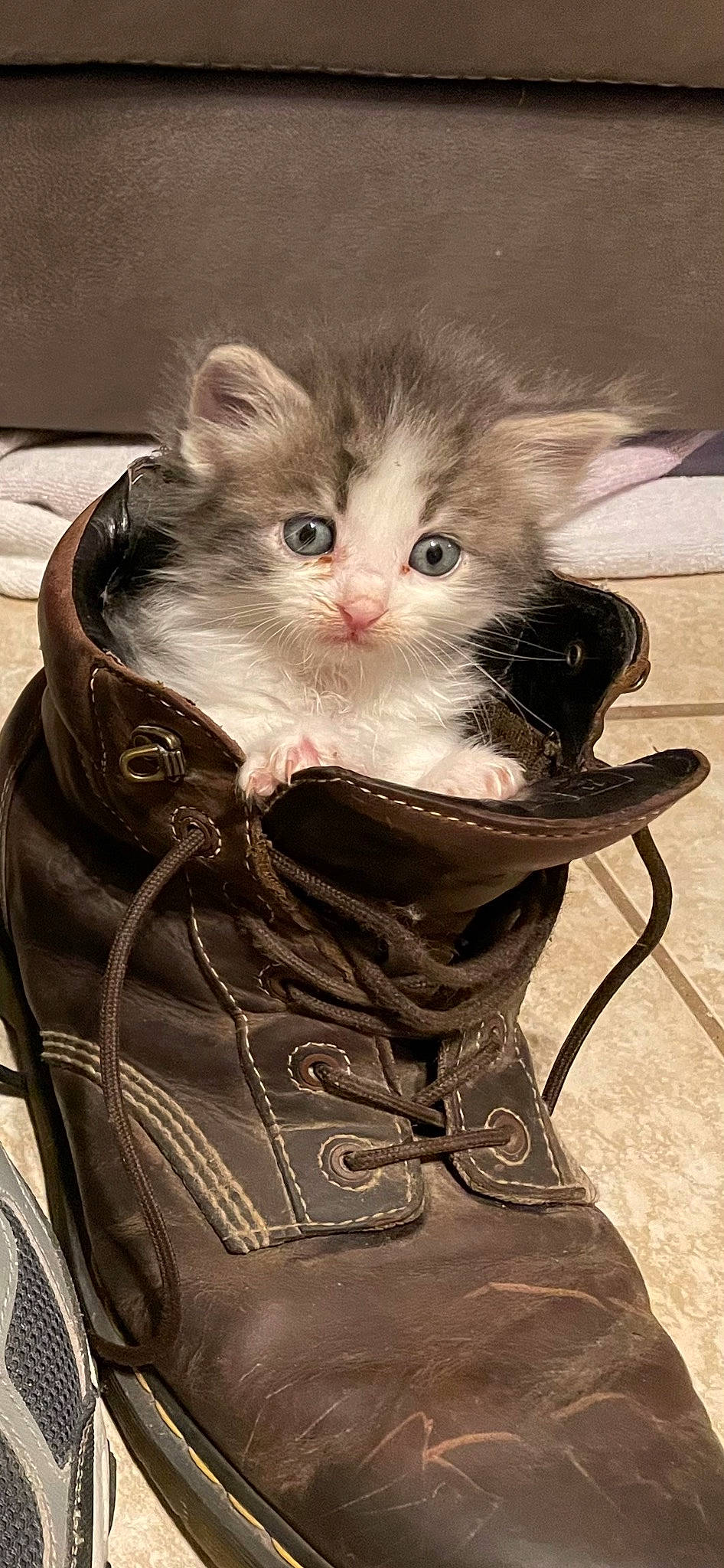 Loki joined the competition — help win amazing prizes! carnivore, cat, claw, domestic_short_haired_cat, ear, fashion_accessory, fawn, felidae, fur, leather, paw, personal_protective_equipment, photo_caption, sitting, small_to_medium_sized_cats, smile, snout, tail, whiskers