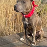 Astro participe au concours pour gagner de l'argent avec cette photo : dog, bandana, leash, wooden_deck, grass, outdoor, nature, pet, canine, brown_coat, sitting, sunlight, daytime, ears_up, alert, portrait, animal, calm, field, sky