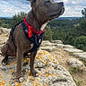 dog, bandana, harness, rock, lichen, outdoor, nature, cloudy_sky, forest, scenic, pet, animal, canine, sitting, landscape, trees, adventure, exploration, side_view, calm