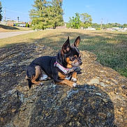 Sid is registered to the contest to win money with this photo: dog, small_dog, rock, outdoor, grass, tree, collar, sunlight, shadow, nature, pet, animal, park, blue_sky, road, building, daytime, canine, resting, ears