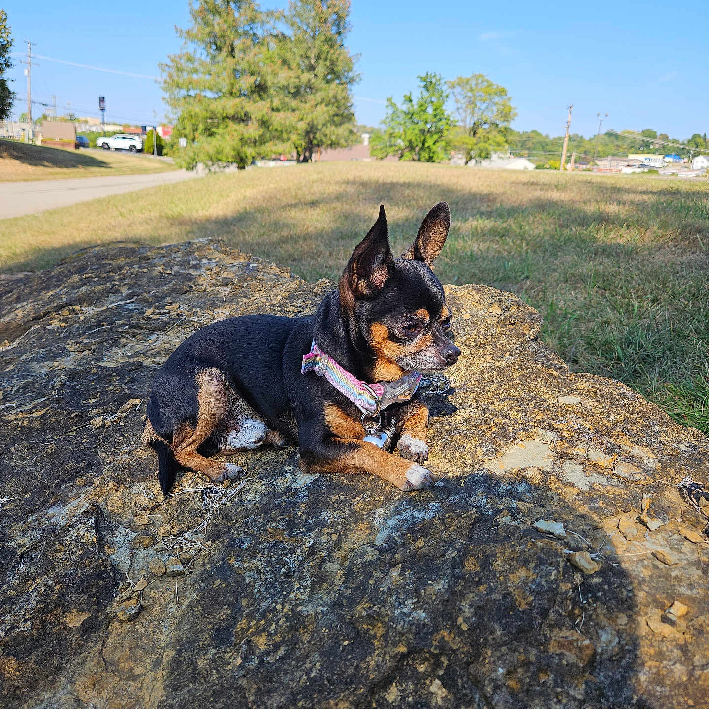 Sid is registered to the contest to win money with this photo: animal, blue_sky, building, canine, collar, daytime, dog, ears, grass, nature, outdoor, park, pet, resting, road, rock, shadow, small_dog, sunlight, tree
