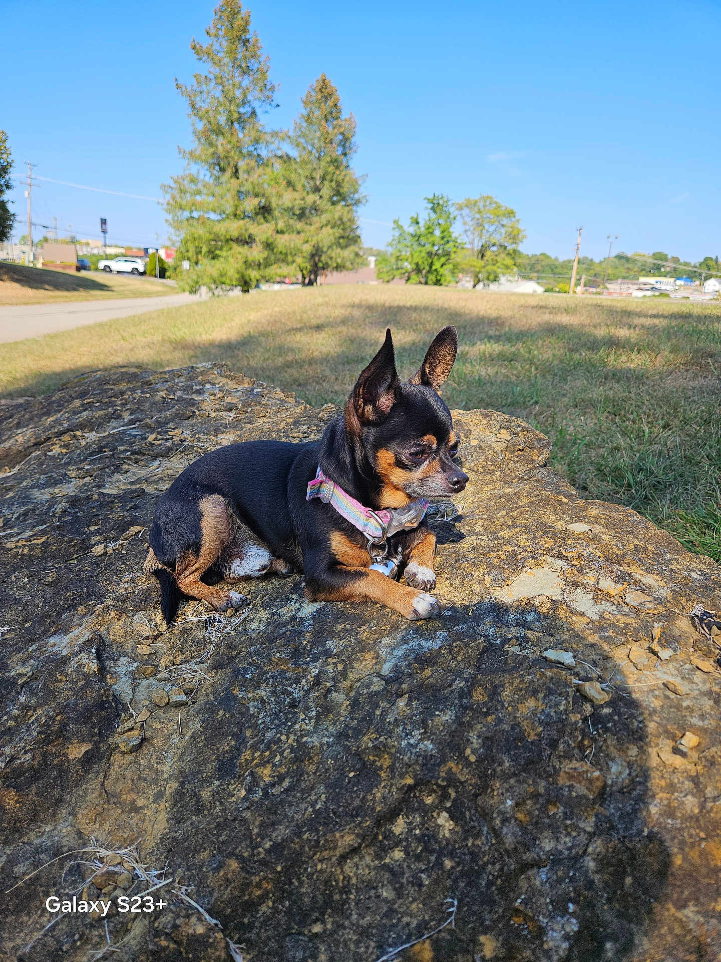 Sid is registered to the contest to win money with this photo: dog, small_dog, rock, outdoor, grass, tree, collar, sunlight, shadow, nature, pet, animal, park, blue_sky, road, building, daytime, canine, resting, ears