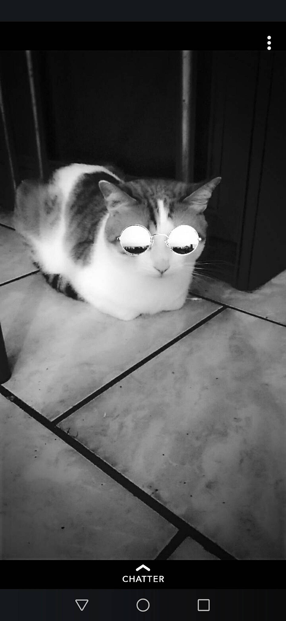 Abricot participe au concours pour gagner de l'argent avec cette photo : aegean_cat, asian, black_and_white, carnivore, cat, domestic_short_haired_cat, ear, european_shorthair, eye, felidae, floor, kitten, monochrome, photography, small_to_medium_sized_cats, snout, tail, whiskers, white