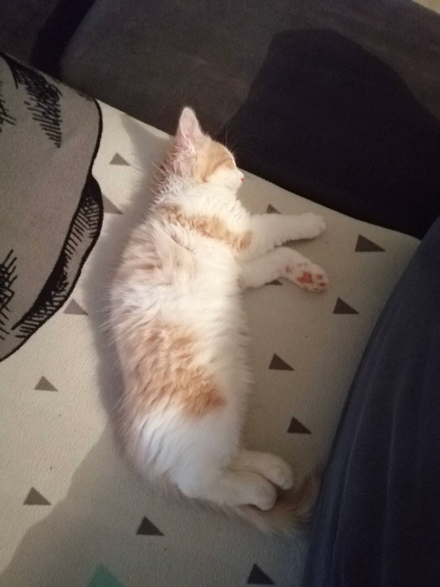 Noisette participe au concours pour gagner de l'argent avec cette photo : carnivore, cat, ear, european_shorthair, felidae, fur, kitten, skin, sky, small_to_medium_sized_cats, tail, turkish_angora, turkish_van, whiskers