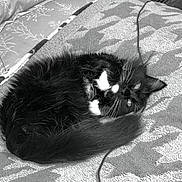 Luna is registered to the contest to win money with this photo: cat, tuxedo_cat, kitten, curled_up, blanket, pillow, bedroom, bed, whiskers, white_paws, fur, indoor, pet, cozy, sleeping, cable, glasses, nightstand, book, patterned_textile