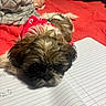 Journey joined the competition — help win amazing prizes! bed, blanket, closeup, clothing, cozy, cute, dog, fur, indoors, lines, notebook, paper, pet, puppy, red, relaxing, resting, sleepy, small_dog, writing
