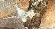 Journey is registered to the contest to win money with this photo: animal, brown, cat, companion, cozy, cute, dog, domestic, fluffy, friendship, furry, indoor, orange, pet, relaxed, resting, sleeping, snuggling, white, wooden_floor