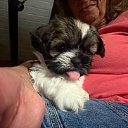 Journey is registered to the contest to win money with this photo: animal, casual, close_up, comfort, cozy, cute, dog, face, fluffy, furry, hand, indoor, jeans, lap, person, pet, puppy, red_shirt, resting, tongue_out
