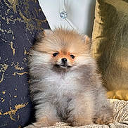 Gigi The Pom joined the competition — help win amazing prizes! adorable, animal, companion, cozy, cushion, cute, dog, fluffy, fur, gold, indoor, navy, pet, pillows, pomeranian, portrait, puppy, sitting, small, texture