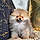 Gigi The Pom