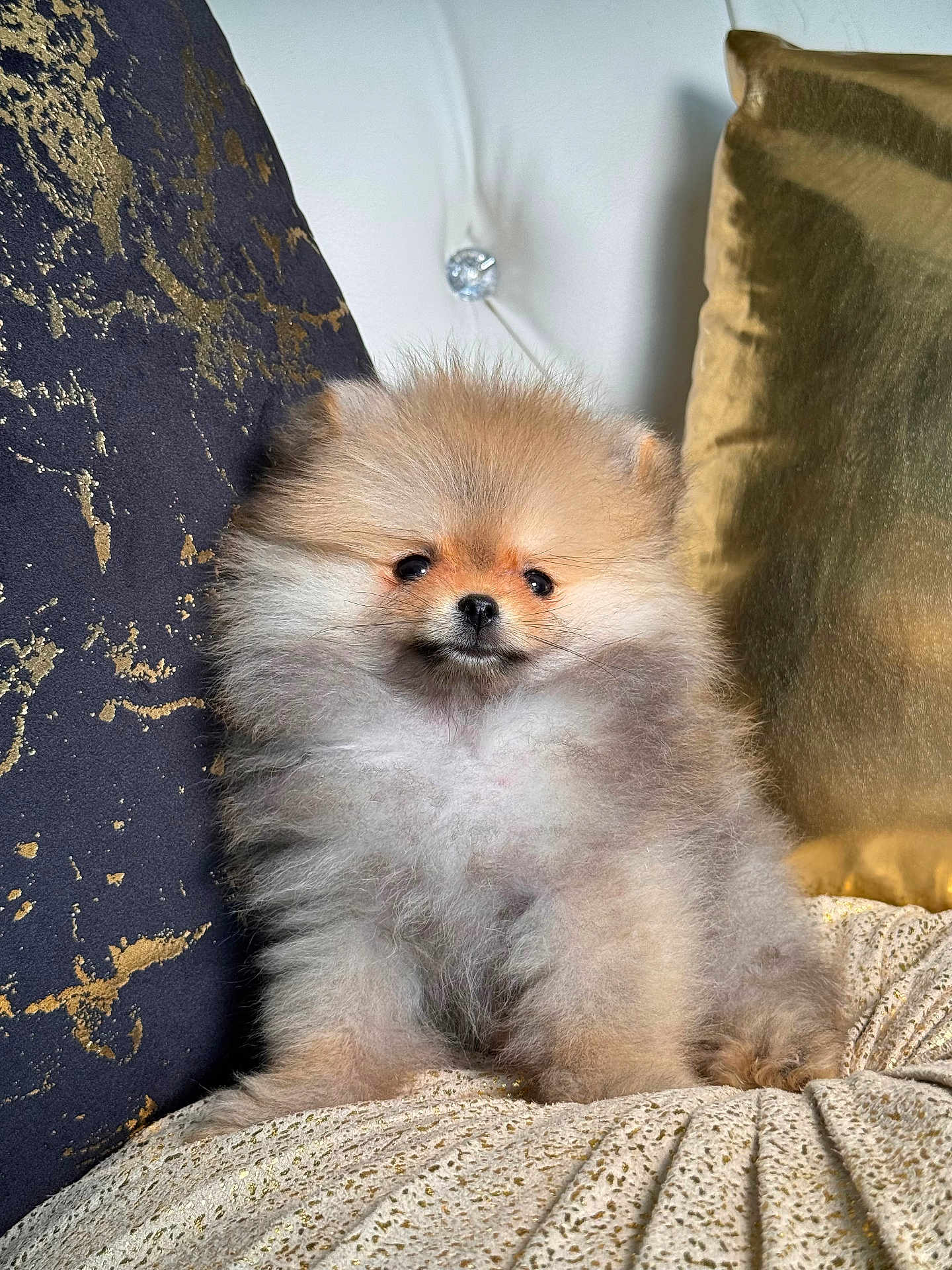Gigi The Pom