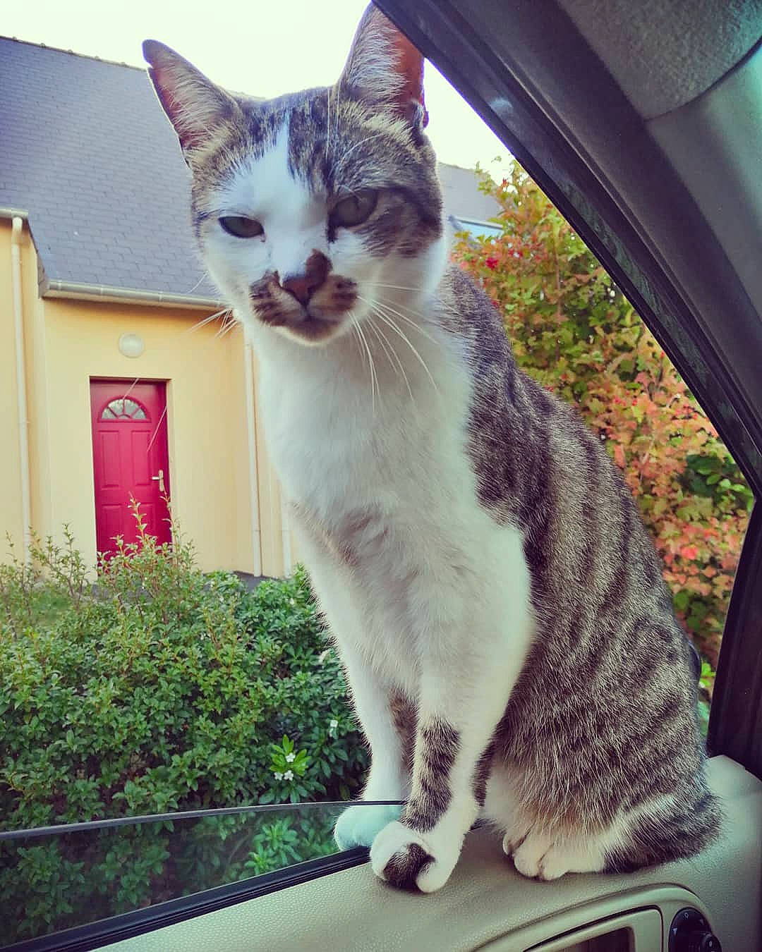 Kurt a rejoint le concours — aidez-le/la à gagner de superbes lots ! aegean_cat, american_wirehair, asian, carnivore, cat, domestic_short_haired_cat, european_shorthair, eye, felidae, fur, kitten, sky, small_to_medium_sized_cats, tabby_cat, tail, tree, whiskers, window