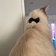 Moon a rejoint le concours — aidez-le/la à gagner de superbes lots ! cat, fluffy, bow_tie, indoor, furniture, window, light, back_view, pet, animal, domestic, soft_fur, white, beige, ears, neck, close_up, cozy, calm, household