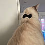 cat, fluffy, bow_tie, indoor, furniture, window, light, back_view, pet, animal, domestic, soft_fur, white, beige, ears, neck, close_up, cozy, calm, household