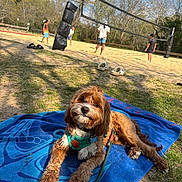 Maverick is registered to the contest to win money with this photo: dog, brown_dog, blue_towel, green_harness, leash, grass, sand, volleyball_net, people, playing_volleyball, outdoor, trees, sky, clouds, shoes, summer, recreation, park, daytime, relaxation