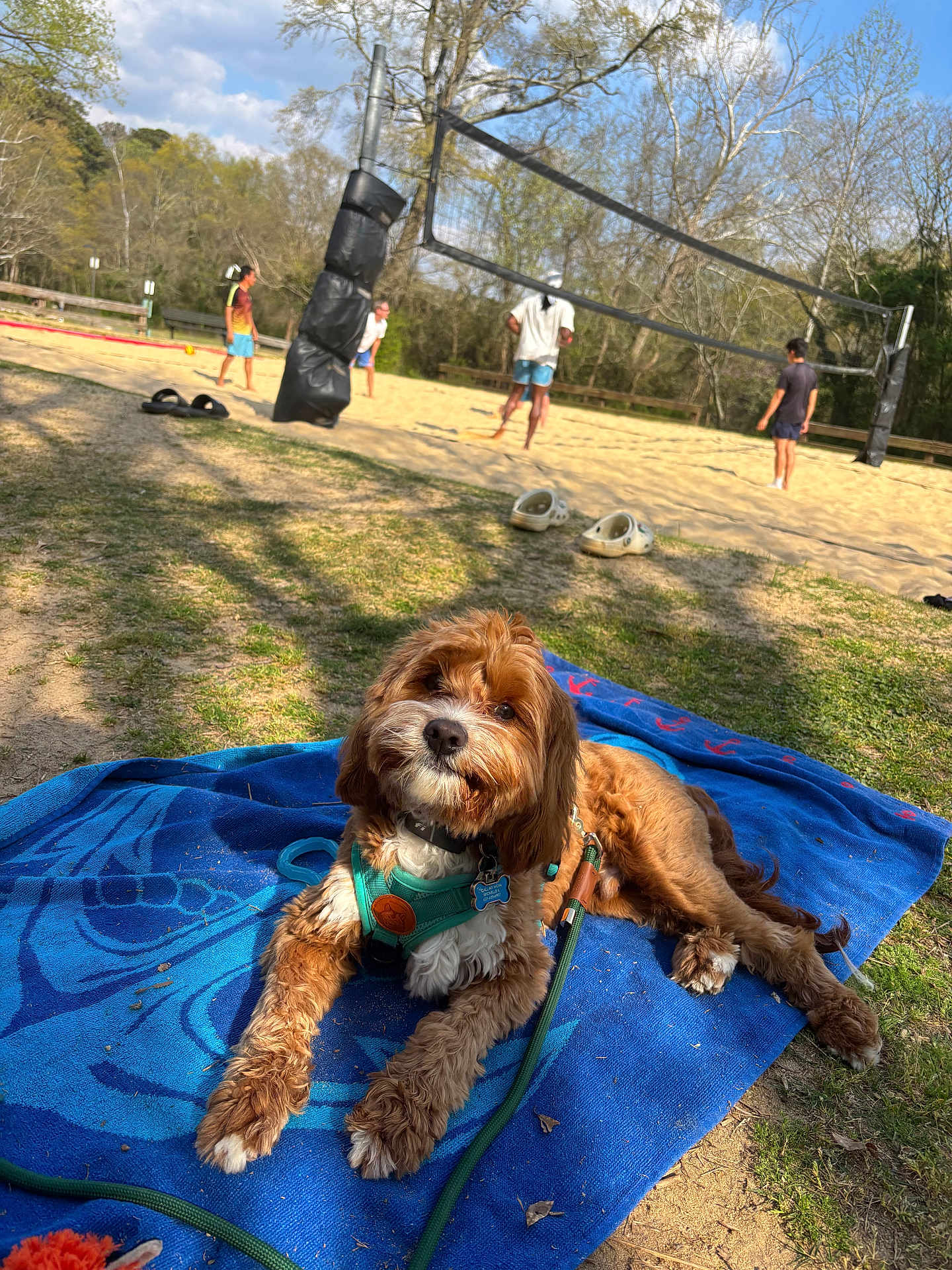 Maverick is registered to the contest to win money with this photo: dog, brown_dog, blue_towel, green_harness, leash, grass, sand, volleyball_net, people, playing_volleyball, outdoor, trees, sky, clouds, shoes, summer, recreation, park, daytime, relaxation