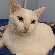 Baby joined the competition — help win amazing prizes! cat, white_cat, pet, animal, feline, yellow_eyes, close_up, indoor, resting, blanket, cozy, fur, whiskers, ears, cute, domestic_animal, portrait, relaxed, soft, calm