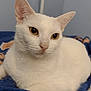 cat, white_cat, pet, animal, feline, yellow_eyes, close_up, indoor, resting, blanket, cozy, fur, whiskers, ears, cute, domestic_animal, portrait, relaxed, soft, calm
