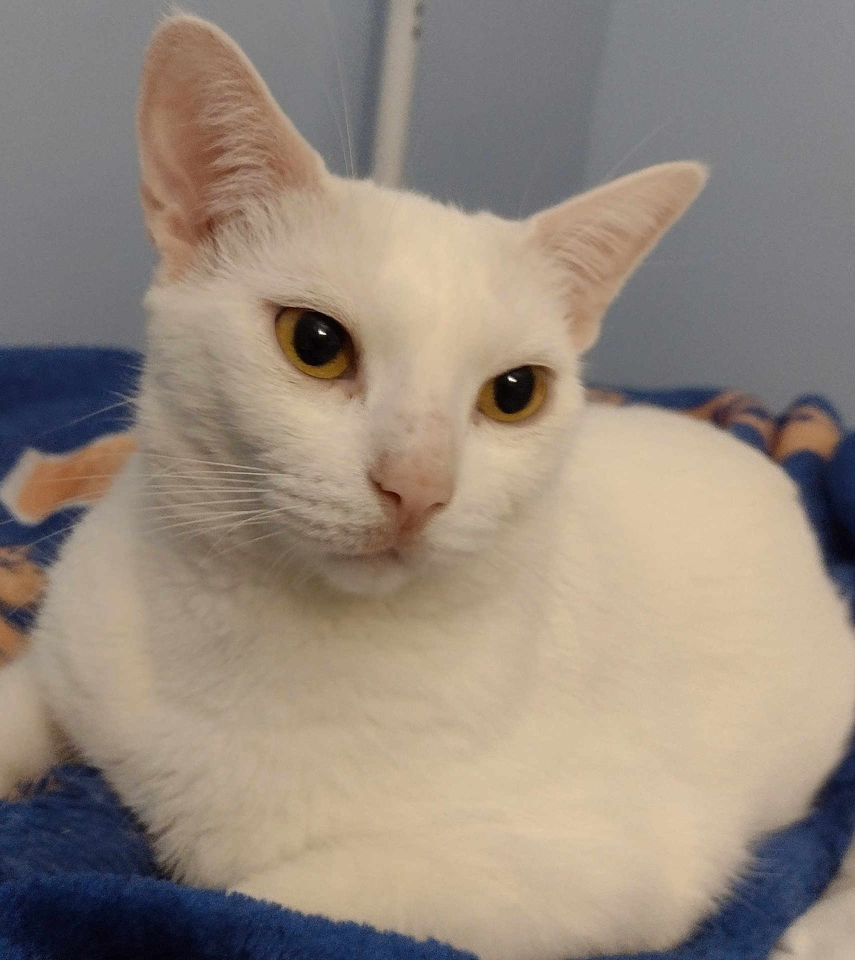Baby joined the competition — help win amazing prizes! cat, white_cat, pet, animal, feline, yellow_eyes, close_up, indoor, resting, blanket, cozy, fur, whiskers, ears, cute, domestic_animal, portrait, relaxed, soft, calm