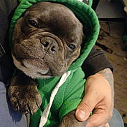 Dior joined the competition — help win amazing prizes! animal, casual, close_up, clothing, comfort, cozy, cute, dark_fur, dog, frog_ears, green_hoodie, holding, hoodie, indoor, paw, person_hand, pet, portrait, relaxed, seated