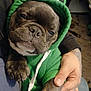 animal, casual, close_up, clothing, comfort, cozy, cute, dark_fur, dog, frog_ears, green_hoodie, holding, hoodie, indoor, paw, person_hand, pet, portrait, relaxed, seated