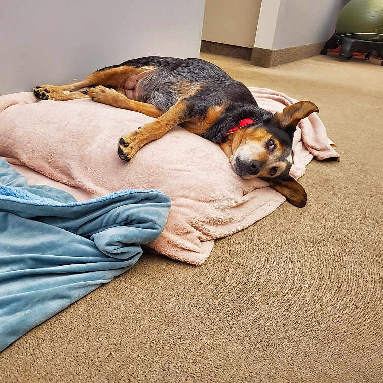 Sadie joined the competition — help win amazing prizes! animal, black, blanket, brown, carpet, comfortable, cozy, dog, exercise_ball, floor, furniture, indoor, lying_down, pet, red_collar, relaxed, resting, room, soft, storage_box