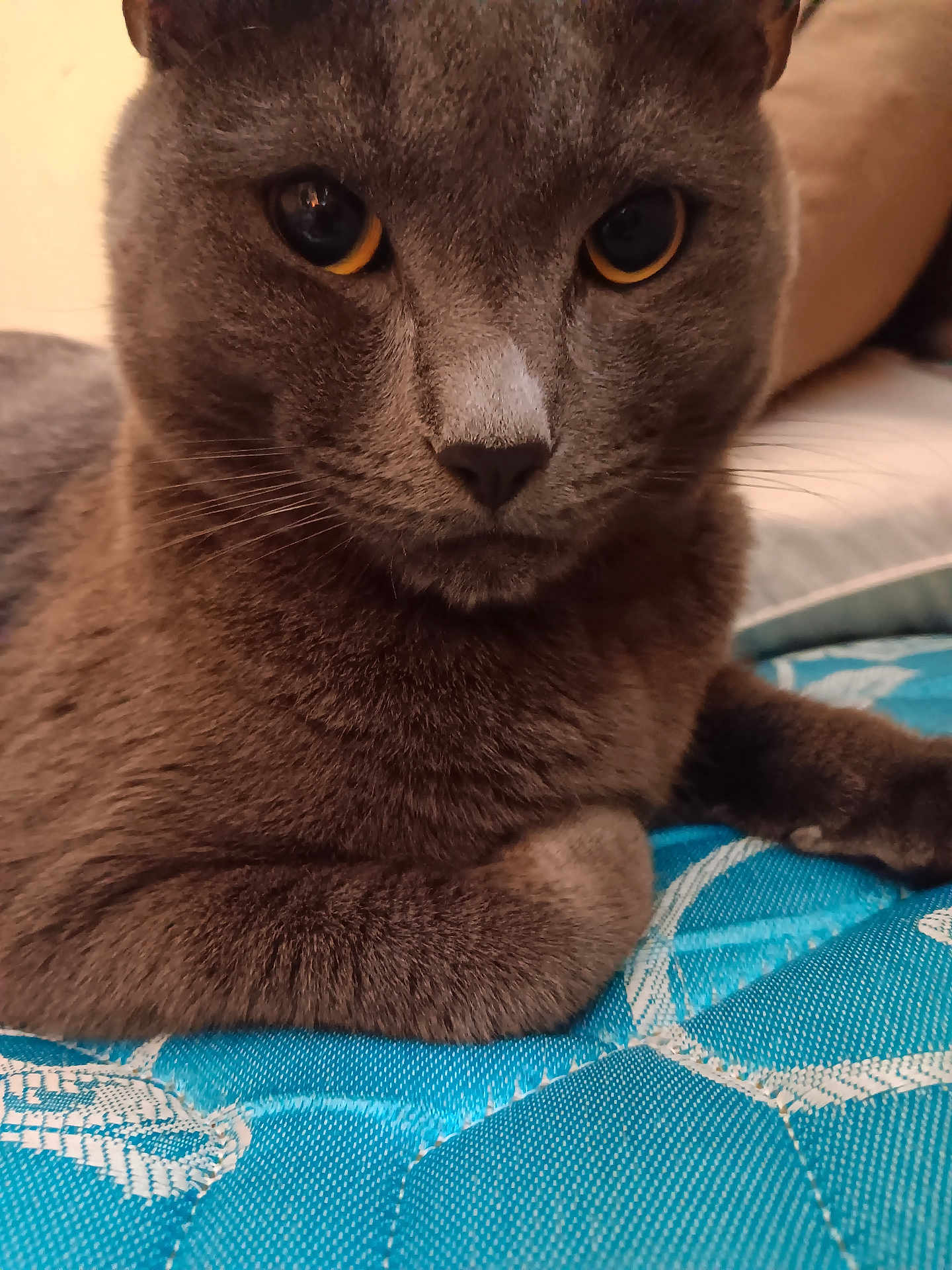 Oscar joined the competition — help win amazing prizes! cat, gray_cat, close_up, yellow_eyes, feline, pet, animal, resting, indoor, fur, whiskers, paw, soft_texture, blue_fabric, patterned_fabric, calm, cute, domestic_cat, portrait, closeup