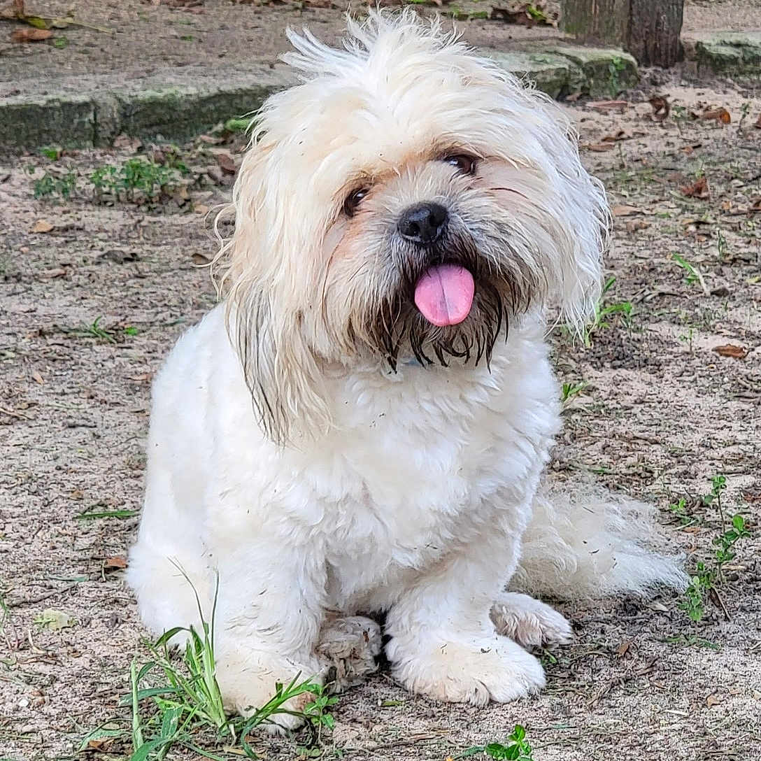 Chewy is registered to the contest to win money with this photo: affenpinscher, animal, ball, bodypart, canine, dog, football, grass, mouth, person, pet, plant, poodle, puppy, rock, soil, terrier, tree, vegetation, whitedog