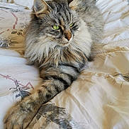 Grizlee participe au concours pour gagner de l'argent avec cette photo : animal, bed, bedding, cat, cute, domestic_cat, ears, feline, fluffy, green_eyes, indoor, paw, pet, relaxed, resting, sleepy, soft, striped, tabby, whiskers