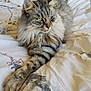 animal, bed, bedding, cat, cute, domestic_cat, ears, feline, fluffy, green_eyes, indoor, paw, pet, relaxed, resting, sleepy, soft, striped, tabby, whiskers