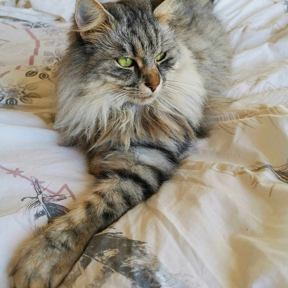Grizlee participe au concours pour gagner de l'argent avec cette photo : animal, bed, bedding, cat, cute, domestic_cat, ears, feline, fluffy, green_eyes, indoor, paw, pet, relaxed, resting, sleepy, soft, striped, tabby, whiskers