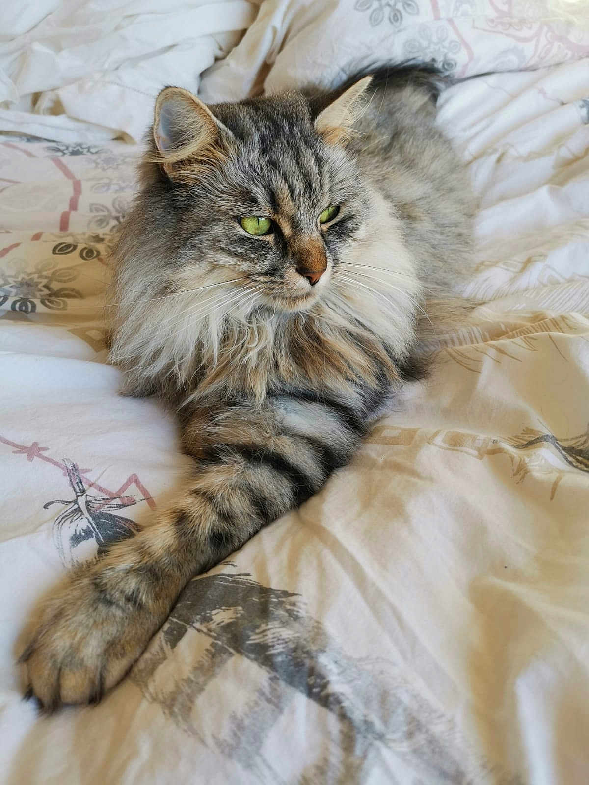 Grizlee participe au concours pour gagner de l'argent avec cette photo : animal, bed, bedding, cat, cute, domestic_cat, ears, feline, fluffy, green_eyes, indoor, paw, pet, relaxed, resting, sleepy, soft, striped, tabby, whiskers