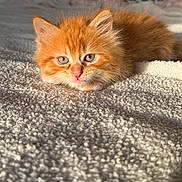 Bloom participe au concours pour gagner de l'argent avec cette photo : kitten, cat, orange_cat, fluffy, fur, pet, indoors, carpet, texture, sunlight, relaxed, cute, animal, mammal, young, whiskers, face, eyes, nose, cozy