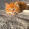 kitten, cat, orange_cat, fluffy, fur, pet, indoors, carpet, texture, sunlight, relaxed, cute, animal, mammal, young, whiskers, face, eyes, nose, cozy