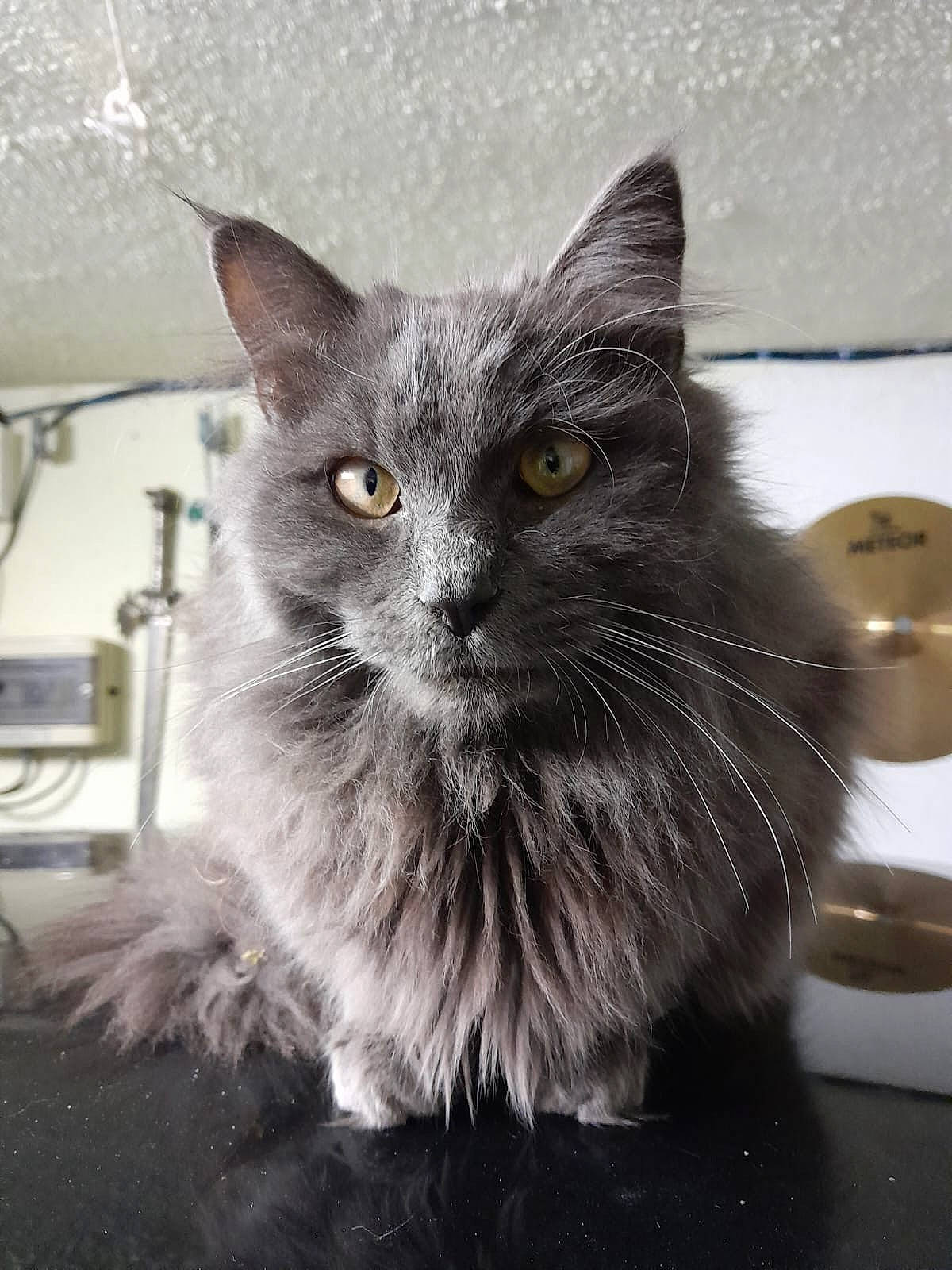 Hermès a rejoint le concours — aidez-le/la à gagner de superbes lots ! black_cat, british_longhair, carnivore, cat, claw, domestic_short_haired_cat, felidae, fur, grey, monochrome, monochrome_photography, paw, small_to_medium_sized_cats, snout, tail, tire, whiskers, window