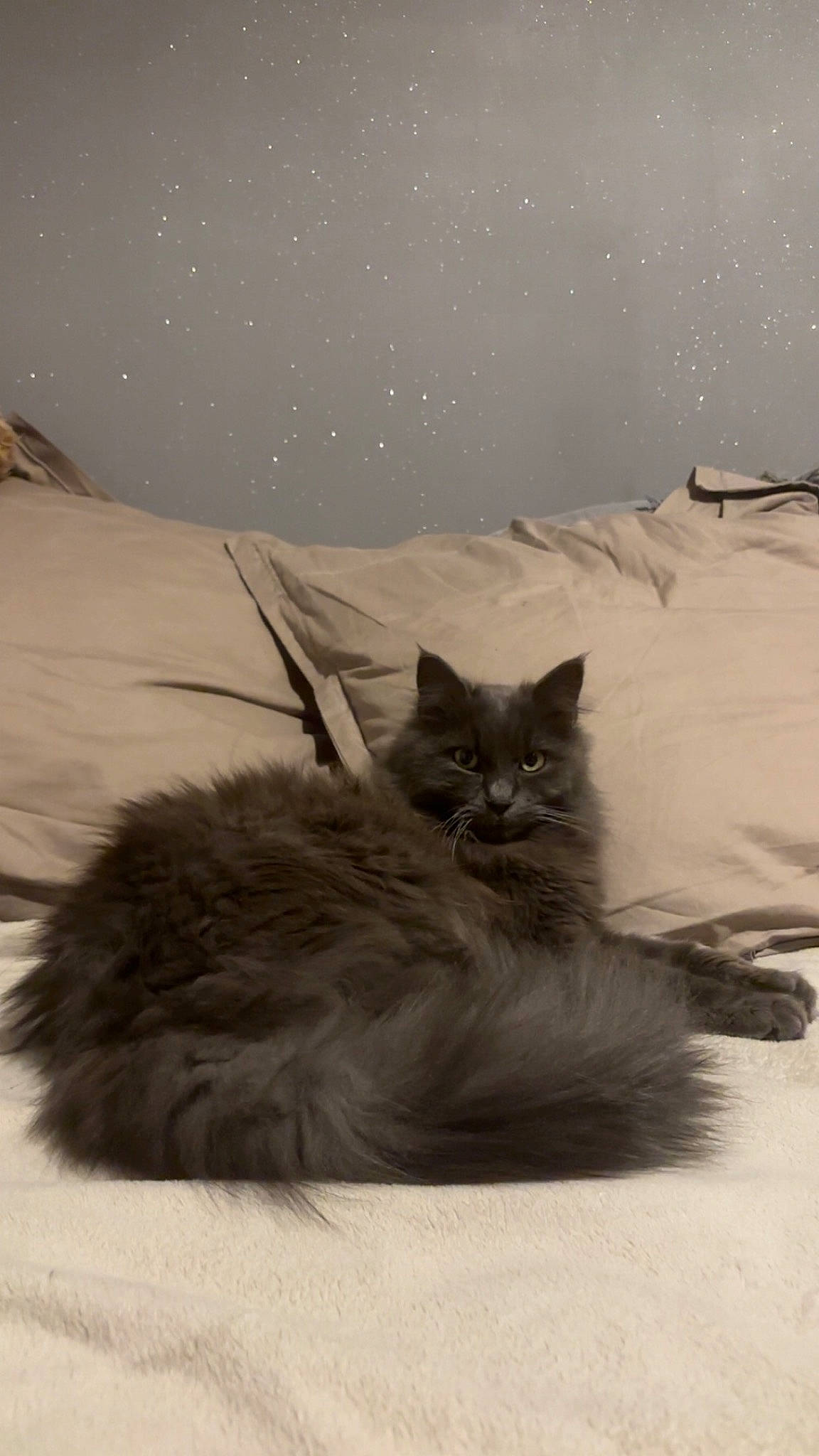Hermès a rejoint le concours — aidez-le/la à gagner de superbes lots ! british_longhair, carnivore, cat, comfort, felidae, freezing, fur, landscape, maine_coon, paw, sand, sitting, sky, slope, small_to_medium_sized_cats, snow, tail, whiskers, winter