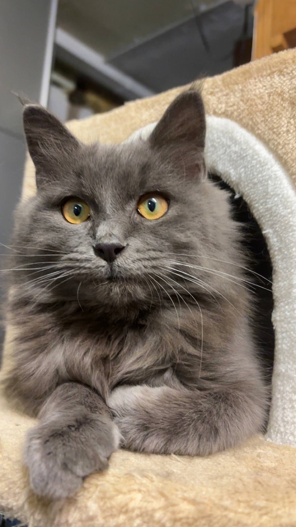 Hermès a rejoint le concours — aidez-le/la à gagner de superbes lots ! british_longhair, carnivore, cat, domestic_short_haired_cat, felidae, fur, grey, small_to_medium_sized_cats, snout, terrestrial_animal, whiskers