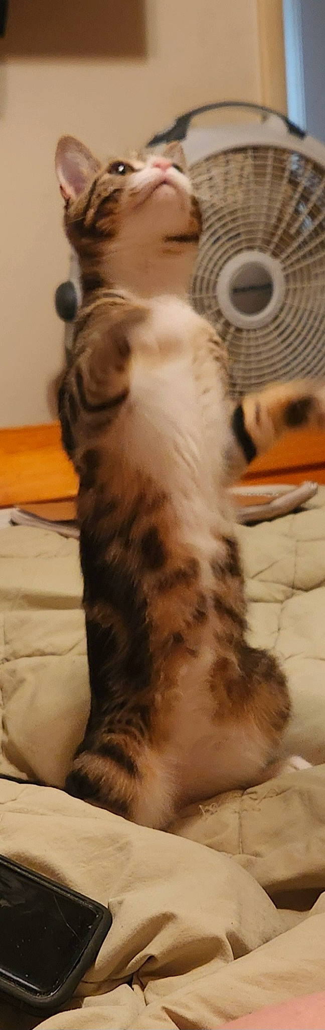 Jasmine is registered to the contest to win money with this photo: carnivore, cat, claw, comfort, domestic_short_haired_cat, drainage, fawn, felidae, flooring, fur, mechanical_fan, paw, small_to_medium_sized_cats, snout, tail, terrestrial_animal, whiskers