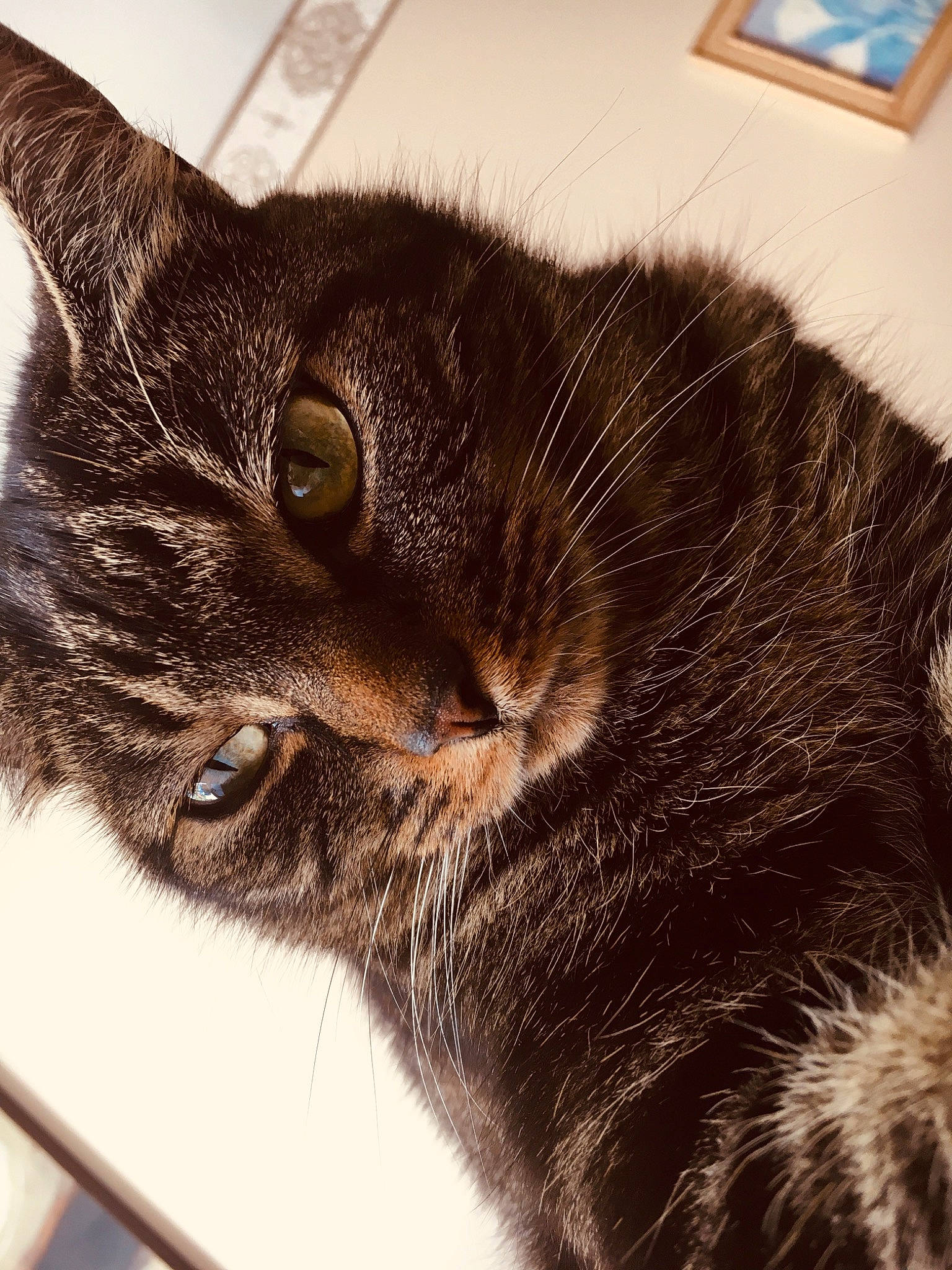 Pistache a rejoint le concours — aidez-le/la à gagner de superbes lots ! black_cat, carnivore, cat, claw, comfort, domestic_short_haired_cat, ear, felidae, fur, mammal, metal, paw, picture_frame, small_to_medium_sized_cats, snout, tail, whiskers, window