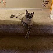 Leo joined the competition — help win amazing prizes! cat, stair, carpet, indoor, animal, pet, feline, relaxed, paw, curious, wall, scribbles, notes, home, floor, young_cat, looking, sitting, light, shadow