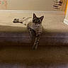 cat, stair, carpet, indoor, animal, pet, feline, relaxed, paw, curious, wall, scribbles, notes, home, floor, young_cat, looking, sitting, light, shadow