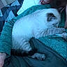 Leo is registered to the contest to win money with this photo: cat, sleeping, person, sweater, teal, indoor, bed, blanket, cozy, resting, fur, paw, napping, cute, domestic_animal, animal, pet, relaxation, comfort, companion