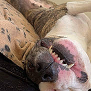 Panga participe au concours pour gagner de l'argent avec cette photo : animal, blanket, canine, close_up, cute, dog, domestic_animal, fur, happy, indoor, lying_down, nose, paw, pet, playful, relaxed, resting, smiling, snout, teeth