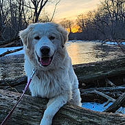 Grim joined the competition — help win amazing prizes! accessories, animal, bird, canine, dog, eskimodog, goldenretriever, husky, leash, nature, outdoors, pet, plant, puppy, strap, terrier, tree, water, whitedog, wood